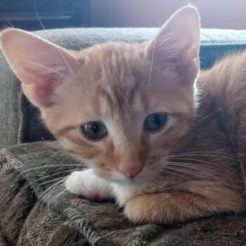 Rescue Domestic Short Hair Cats for Adoption in Lyle, Minnesota - Peach | PetCurious