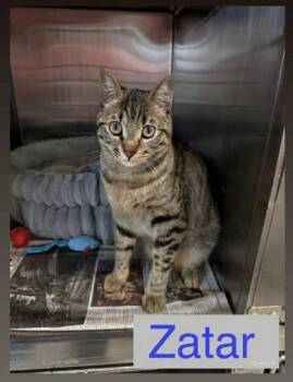Zatar -  Domestic Short Hair Cat for Adoption in Bridgewater, New Jersey - Zatar | PetCurious