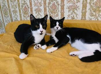 Rescue Domestic Short Hair Cats for Adoption - Bow Heart And Targee | PetCurious