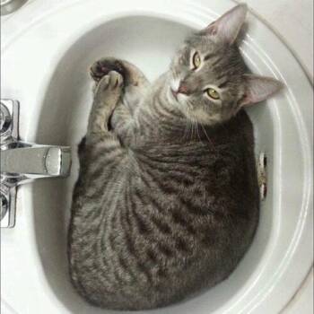 Kiki j -  Domestic Short Hair Cat for Adoption in Tampa, Florida - Kiki J | PetCurious