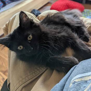 Jet -  Domestic Long Hair Cat for Adoption in Denver, Colorado - Jet | PetCurious
