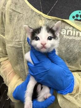 SWISS -  Domestic Short Hair Cat for Adoption in Las Vegas, Nevada - SWISS | PetCurious