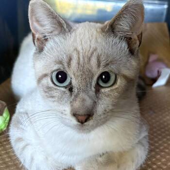 Douglas -  Siamese Cat for Adoption in New York, New York - Douglas | PetCurious