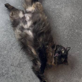 Domestic Medium Hair Cats Available for Adoption in Cumming, Georgia - Babette | PetCurious