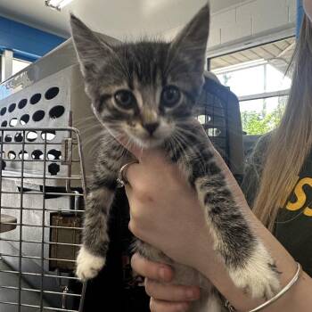 Shasta -  Domestic Short Hair Cat for Adoption in Montgomery, Alabama - Shasta | PetCurious