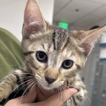 Noodles -  Domestic Short Hair Cat for Adoption in Fresno, California - Noodles | PetCurious