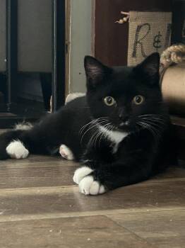 Jack -  Domestic Short Hair Cat for Adoption in Bellmawr, New Jersey - Jack | PetCurious