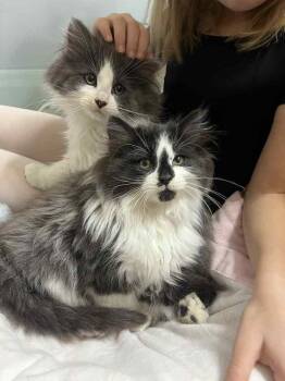 Domestic Long Hair Cats Available for Adoption - Max | PetCurious