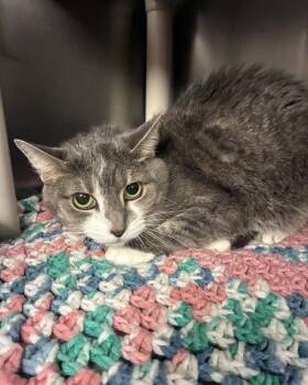 Starscream -  Domestic Short Hair Cat for Adoption in Richmond, Virginia - Starscream | PetCurious