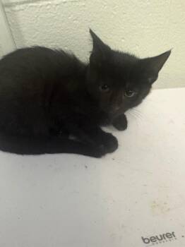 Harley -  Domestic Short Hair Cat for Adoption in Cincinnati, Ohio - Harley | PetCurious