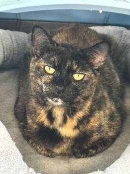 Ariel -  Domestic Short Hair Cat for Adoption in Coatesville, Pennsylvania - Ariel | PetCurious
