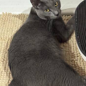 Stormy -  Russian Blue Cat for Adoption in Tampa, Florida - Stormy | PetCurious