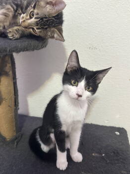 Rescue Domestic Short Hair and Tuxedo Cats for Adoption in Phoenix, Arizona - Louise | PetCurious