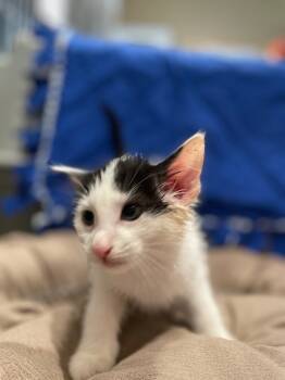 Rescue Domestic Short Hair Cats for Adoption in Ashland, Wisconsin - Sm5 Voodoo | PetCurious