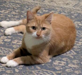 Marie Catoinette25F -  Domestic Short Hair Cat for Adoption in Youngsville, North Carolina - Marie Catoinette25F | PetCurious