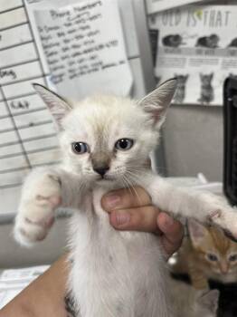 A377391 -  Domestic Short Hair Cat for Adoption in Stockton, California - A377391 | PetCurious