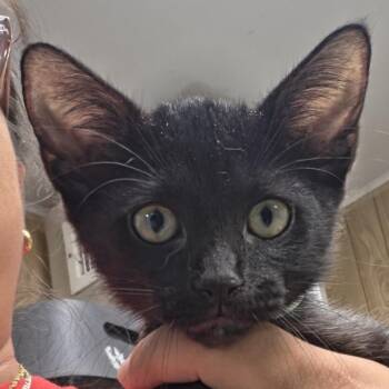 Teacher -  Domestic Short Hair Cat for Adoption in Leander, Texas - Teacher | PetCurious
