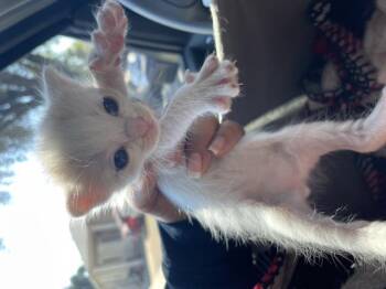 A1934948 -  Domestic Short Hair Cat for Adoption in Riverside, California - A1934948 | PetCurious