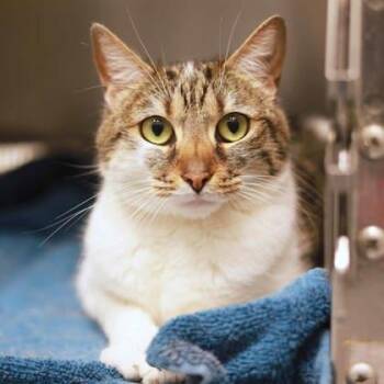 Domestic Short Hair Cats Available for Adoption in Atlanta, Georgia - Tundra | PetCurious
