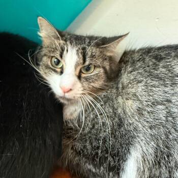 Frida -  Domestic Medium Hair Cat for Adoption in Chicago, Illinois - Frida | PetCurious