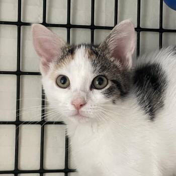 Kathy from Finance -  Domestic Short Hair Cat for Adoption in Chicago, Illinois - Kathy From Finance | PetCurious