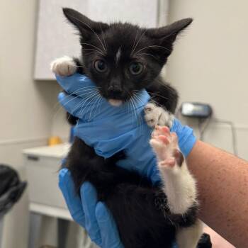 Sheldon -  Domestic Short Hair Cat for Adoption in Columbiana, Alabama - Sheldon | PetCurious