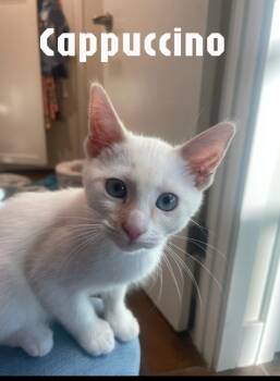 Rescue Domestic Medium Hair Cats for Adoption - Cappuccino | PetCurious