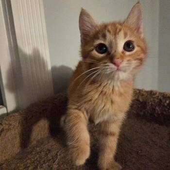 Domestic Short Hair Cats Available for Adoption - Sunkist | PetCurious