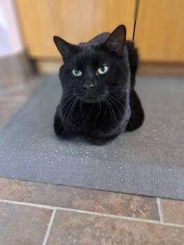 Rescue Domestic Short Hair Cats for Adoption in Riverbank, New Brunswick - Clouseau | PetCurious