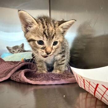 Domestic Short Hair Cats Available for Adoption in Los Angeles, California - Diana Prince | PetCurious