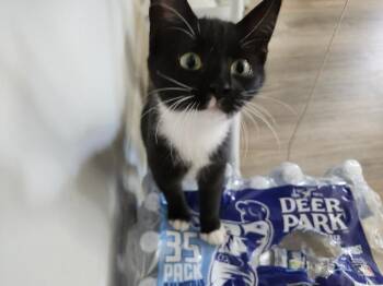 Domestic Short Hair Cats Available for Adoption - Mittens | PetCurious