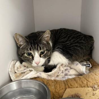 Lando -  Domestic Short Hair and Manx Cat for Adoption in Los Angeles, California - Lando | PetCurious