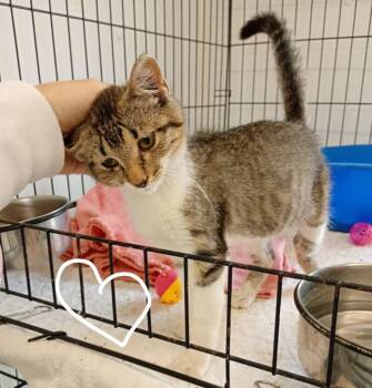Jeanne -  Domestic Short Hair Cat for Adoption in Saint James, Minnesota - Jeanne | PetCurious