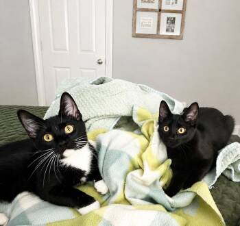 Hamp & Downy -  Domestic Short Hair Cat for Adoption in Lucedale, Mississippi - Hamp & Downy | PetCurious