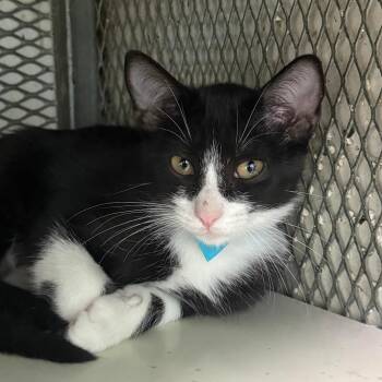 Domestic Short Hair Cats Available for Adoption - Salem | PetCurious