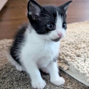 Xute 15 -  Domestic Short Hair Cat for Adoption in Austin, Texas - Xute 15 | PetCurious