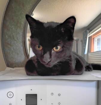 Velvet -  Domestic Short Hair Cat for Adoption in Vancouver, Washington - Velvet | PetCurious