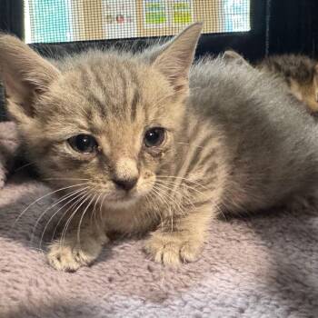 Dip -  Domestic Short Hair Cat for Adoption in Winston-salem, North Carolina - Dip | PetCurious