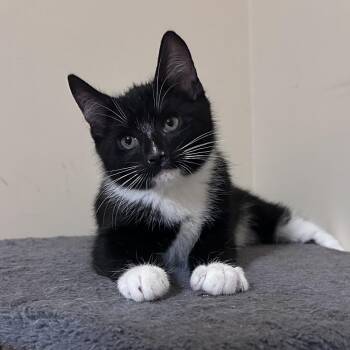 Domestic Short Hair Cats Available for Adoption - Argo | PetCurious