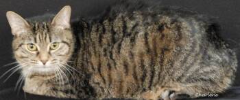 Lulu Bell -  Domestic Short Hair Cat for Adoption in Newland, North Carolina - Lulu Bell | PetCurious