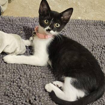 Zesty -  Domestic Short Hair Cat for Adoption in Pleasanton, California - Zesty | PetCurious
