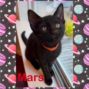 Mars -  Domestic Short Hair Cat for Adoption in Orangevale, California - Mars | PetCurious