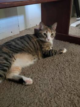 Rescue Calico Cats for Adoption in Fresno, California - Lunita | PetCurious