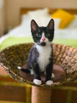 Domestic Short Hair Cats Available for Adoption in Harrison Township, New Jersey - Lucky | PetCurious