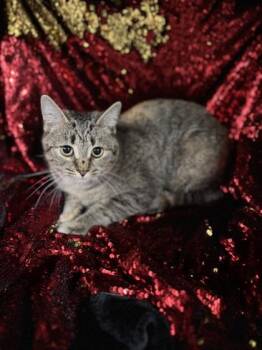 Domestic Short Hair Cats Available for Adoption - Catsby (@ PetSmart) | PetCurious