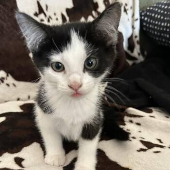 M&M -  Domestic Short Hair Cat for Adoption in Buffalo, Minnesota - M&M | PetCurious