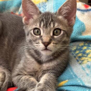 Azucena -  Domestic Short Hair Cat for Adoption in Tustin, California - Azucena | PetCurious