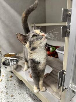 Loretta -  Domestic Short Hair Cat for Adoption in Fort Walton Beach, Florida - Loretta | PetCurious