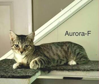 Aurora -  Domestic Short Hair Cat for Adoption in Lunenburg, Massachusetts - Aurora | PetCurious