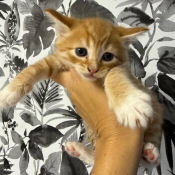 Simba -  Domestic Medium Hair Cat for Adoption in Wahiawa, Hawaii - Simba | PetCurious